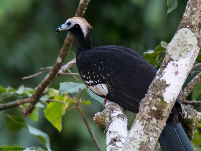 Blue-Throated Piping Guan